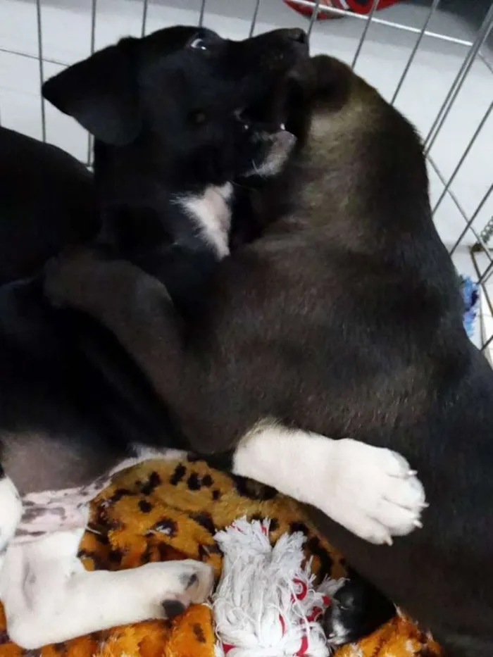 Cachorro ra a SRD idade 2 a 6 meses nome Dave Donnie e Mark