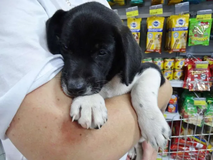 Cachorro ra a SRD idade 2 a 6 meses nome Dave Donnie e Mark