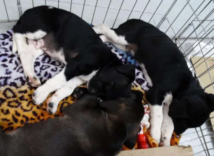 Cachorro ra a SRD idade 2 a 6 meses nome Dave Donnie e Mark
