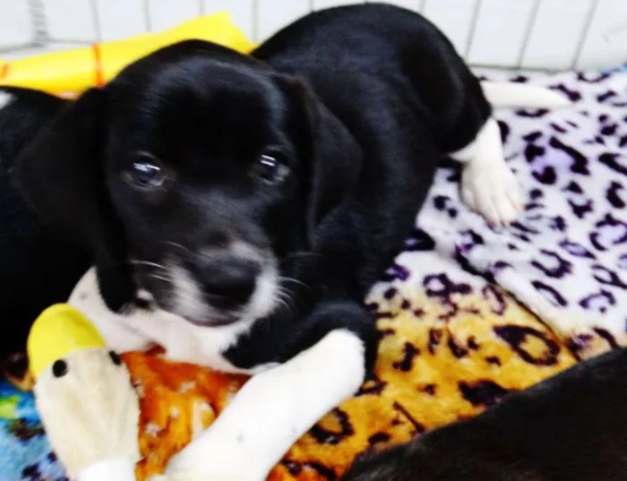Cachorro ra a SRD idade 2 a 6 meses nome Dave Donnie e Mark