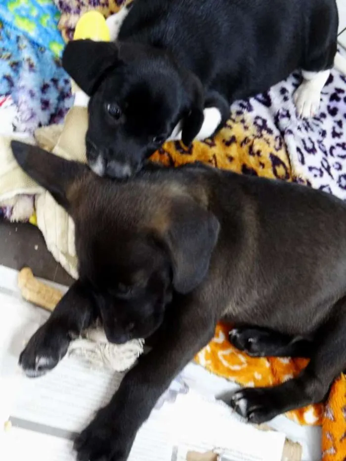 Cachorro ra a SRD idade 2 a 6 meses nome Dave Donnie e Mark