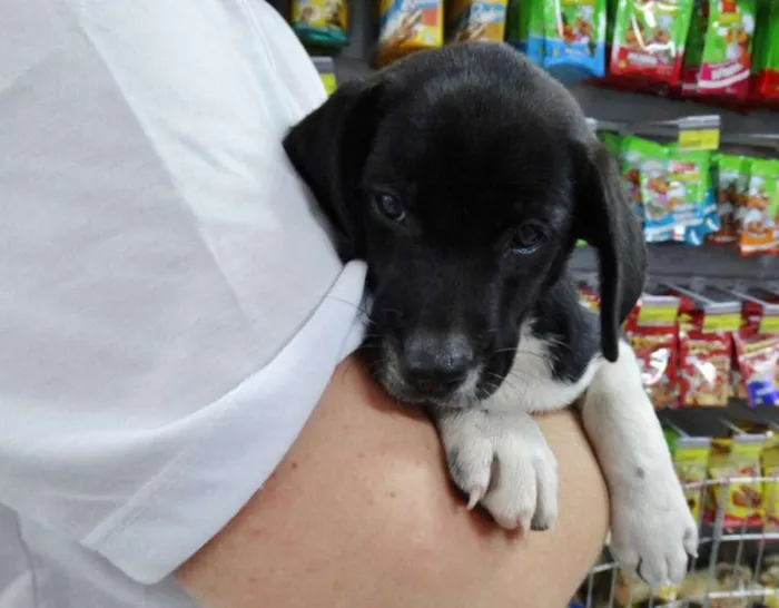 Cachorro ra a SRD idade 2 a 6 meses nome Dave Donnie e Mark