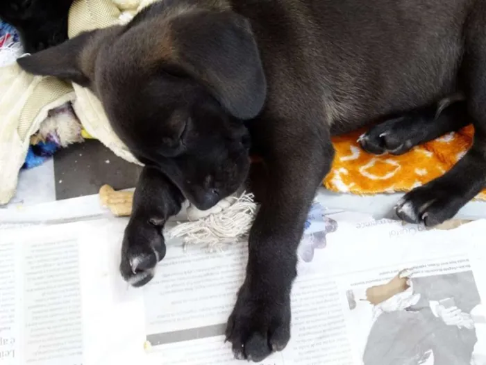 Cachorro ra a SRD idade 2 a 6 meses nome Dave Donnie e Mark