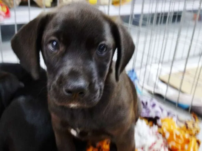 Cachorro ra a SRD idade 2 a 6 meses nome Dave Donnie e Mark
