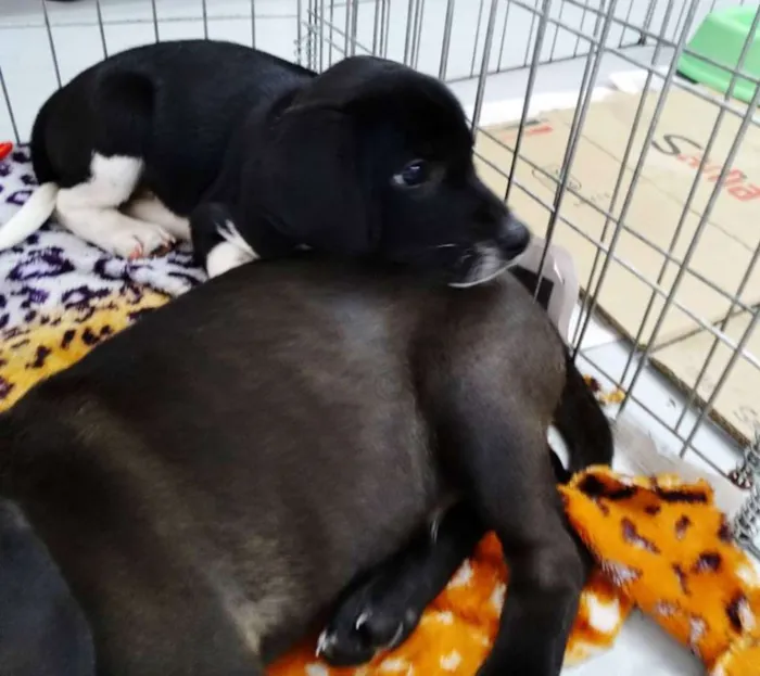 Cachorro ra a SRD idade 2 a 6 meses nome Dave Donnie e Mark