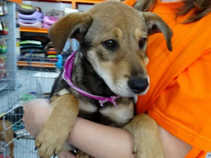Cachorro ra a SRD idade 2 a 6 meses nome Leona