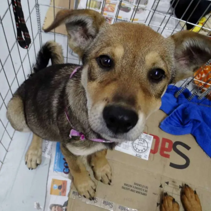 Cachorro ra a SRD idade 2 a 6 meses nome Leona