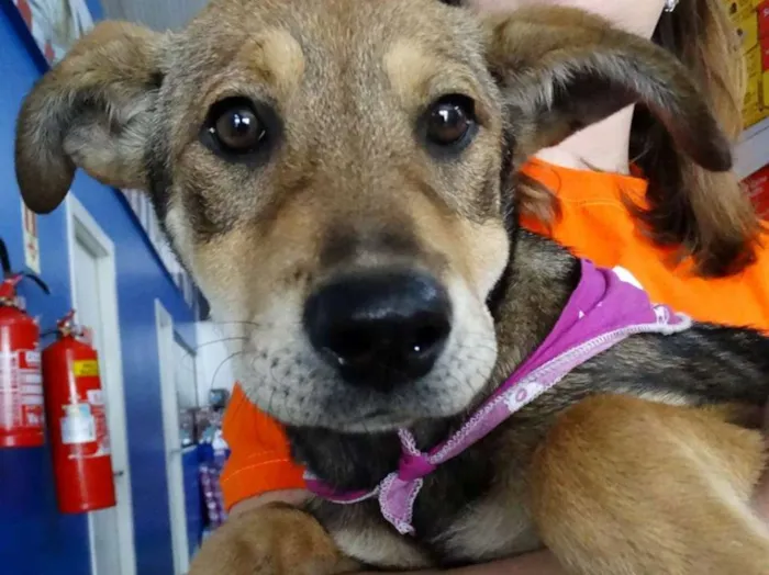 Cachorro ra a SRD idade 2 a 6 meses nome Leona