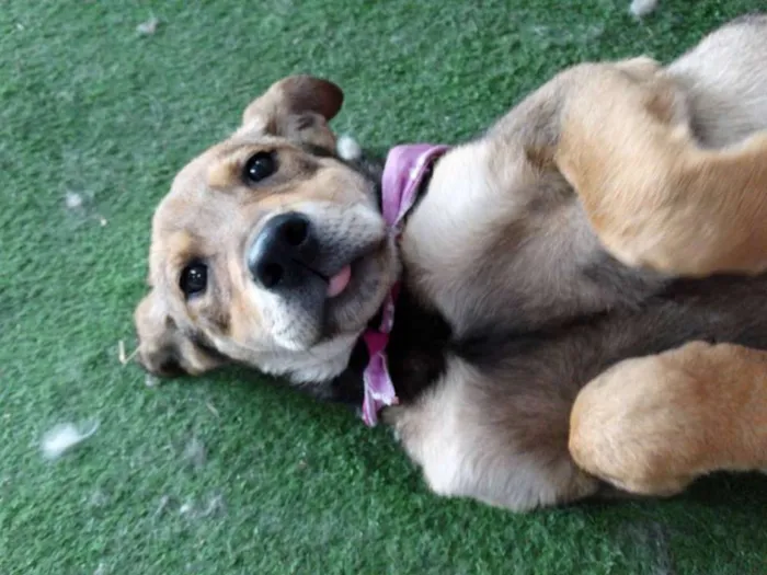 Cachorro ra a SRD idade 2 a 6 meses nome Leona
