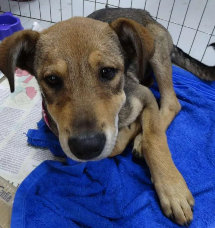 Cachorro ra a SRD idade 2 a 6 meses nome Leona