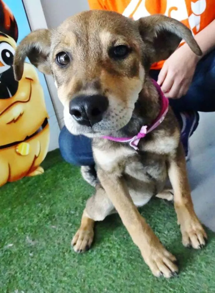 Cachorro ra a SRD idade 2 a 6 meses nome Leona
