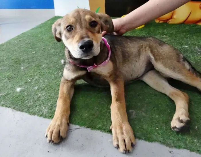 Cachorro ra a SRD idade 2 a 6 meses nome Leona