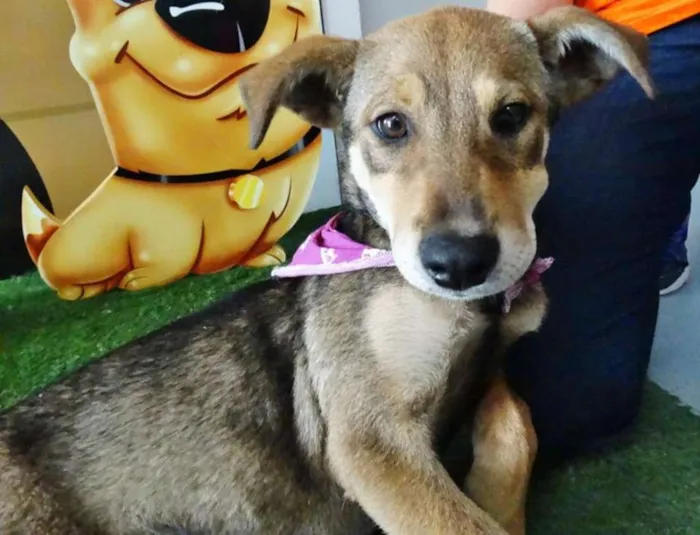 Cachorro ra a SRD idade 2 a 6 meses nome Leona