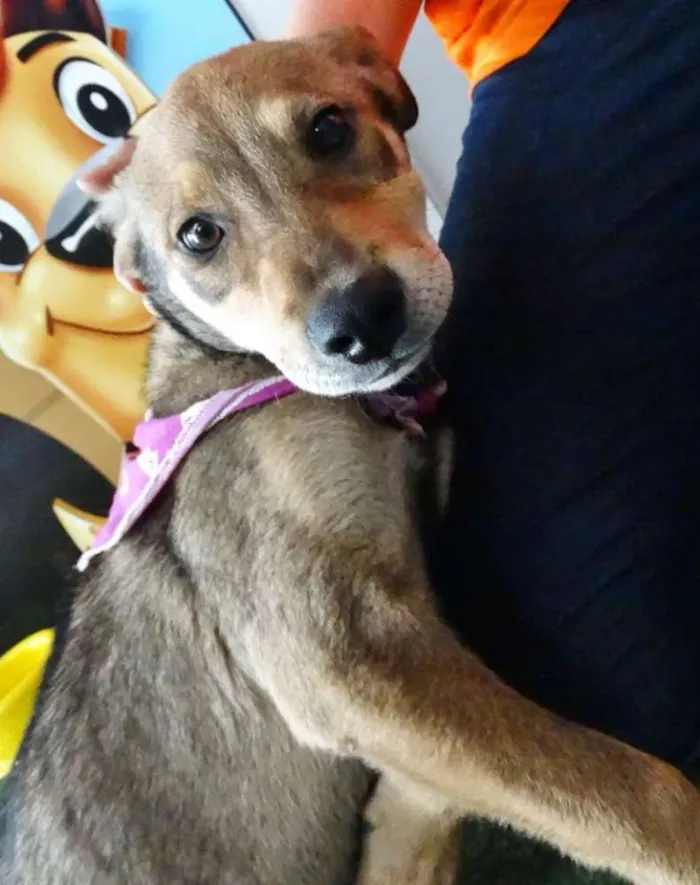 Cachorro ra a SRD idade 2 a 6 meses nome Leona