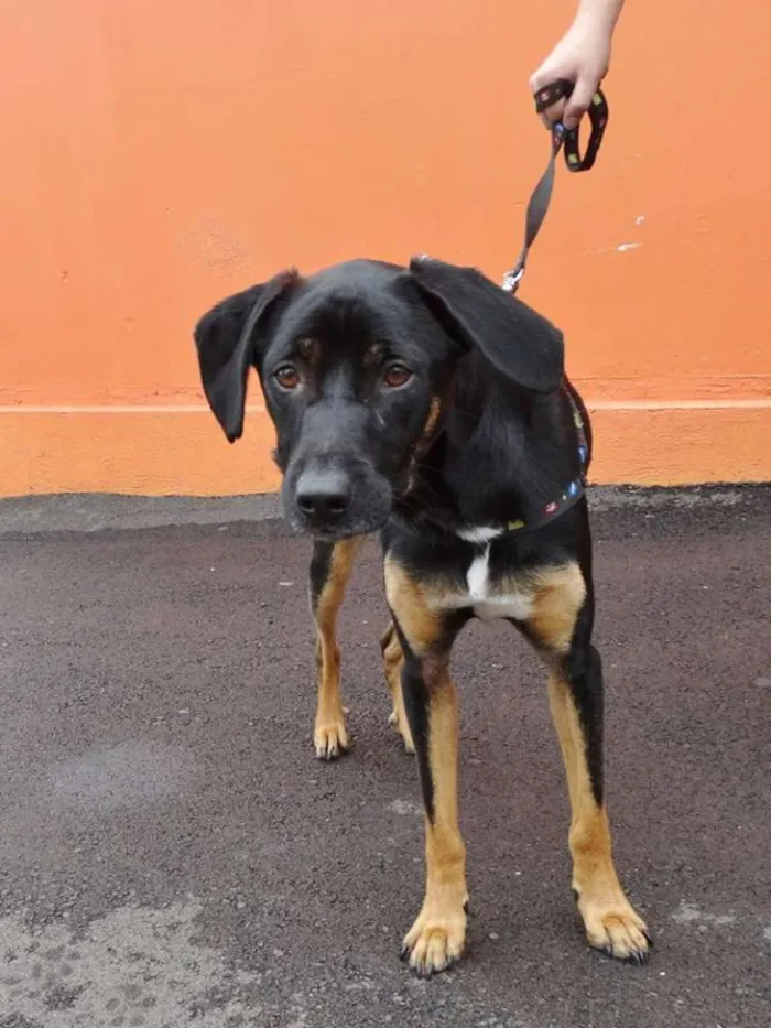 Cachorro ra a srd idade  nome Max