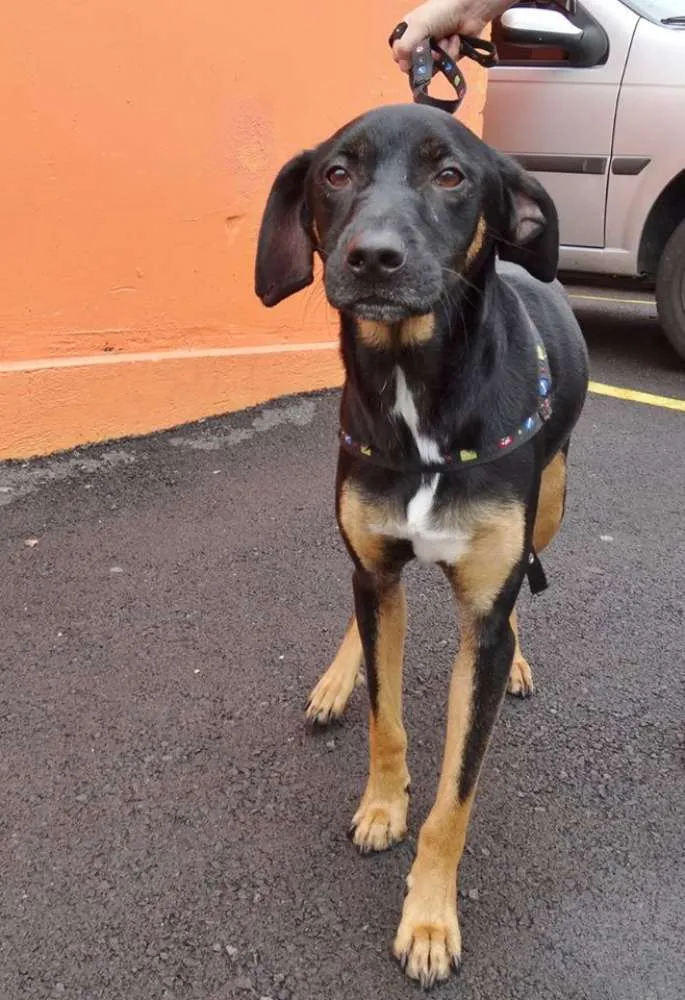 Cachorro ra a srd idade  nome Max