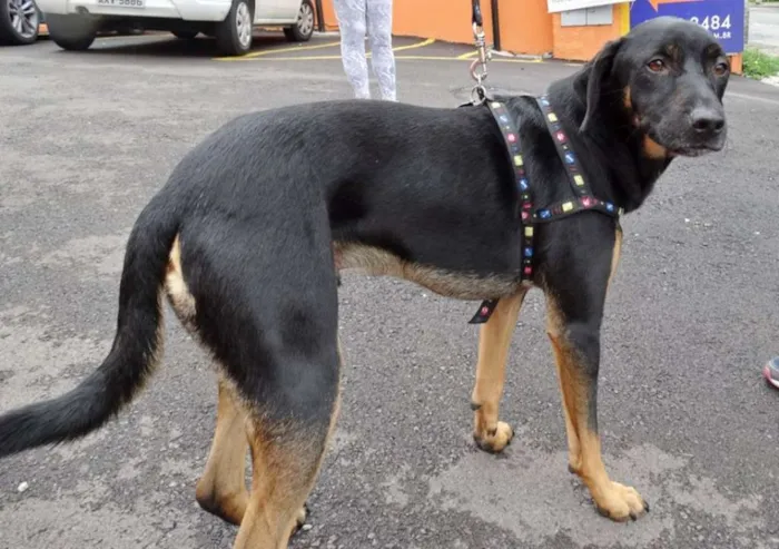 Cachorro ra a srd idade  nome Max