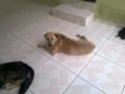 Lorenzo