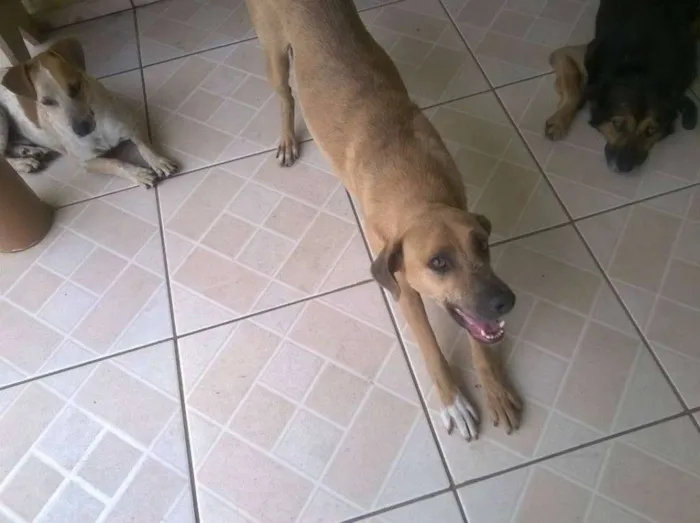 Cachorro ra a SRD idade 2 anos nome Lorenzo
