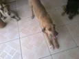 Lorenzo