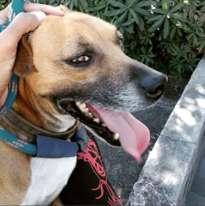 Cachorro raça PITBULL/PINTCHER idade 6 ou mais anos nome THOR