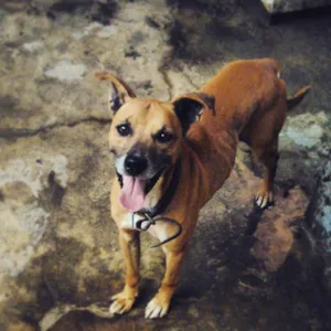 Cachorro raça PITBULL/PINTCHER idade 6 ou mais anos nome THOR