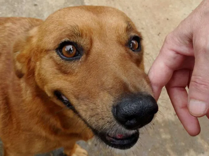Cachorro ra a SRD idade  nome Mel