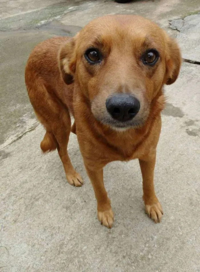 Cachorro ra a SRD idade  nome Mel