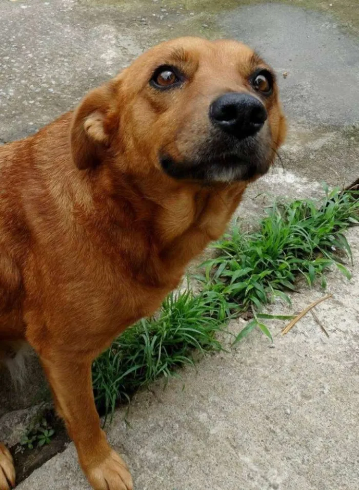 Cachorro ra a SRD idade  nome Mel