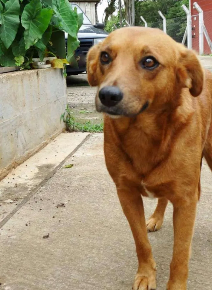 Cachorro ra a SRD idade  nome Mel