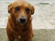 Mel