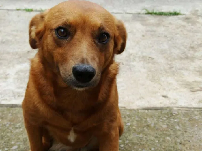Cachorro ra a SRD idade  nome Mel