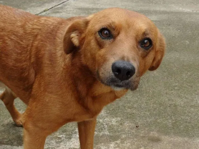Cachorro ra a SRD idade  nome Mel