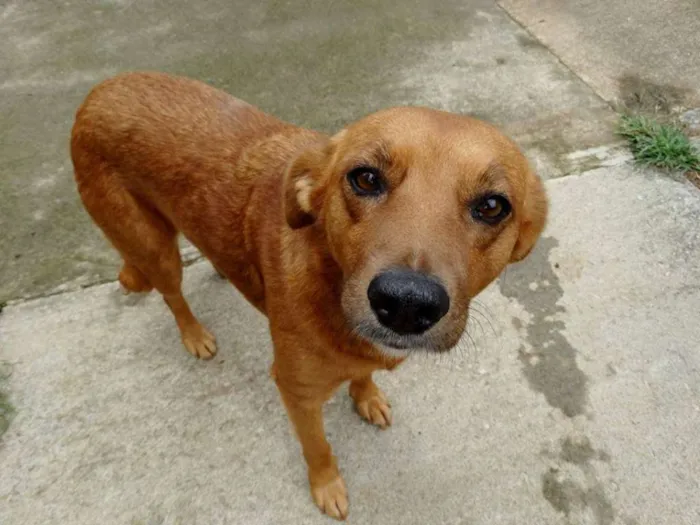 Cachorro ra a SRD idade  nome Mel
