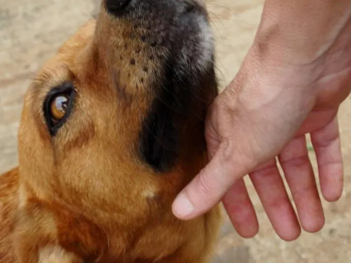 Cachorro ra a SRD idade  nome Mel