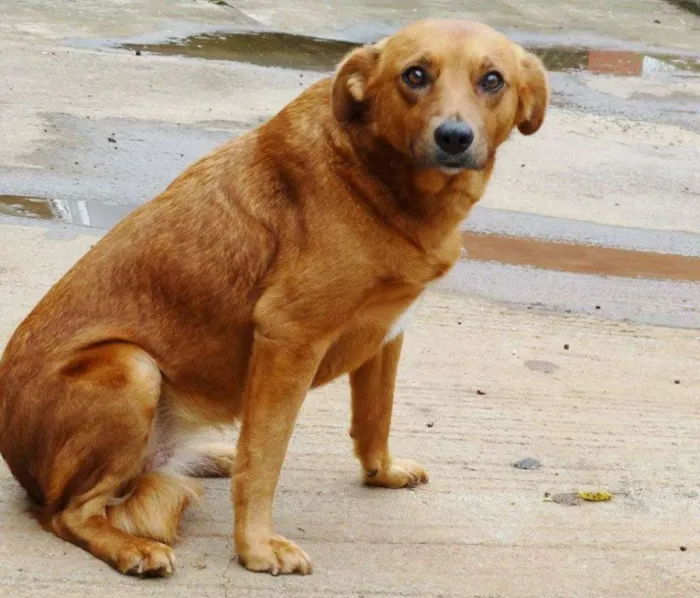 Cachorro ra a SRD idade  nome Mel