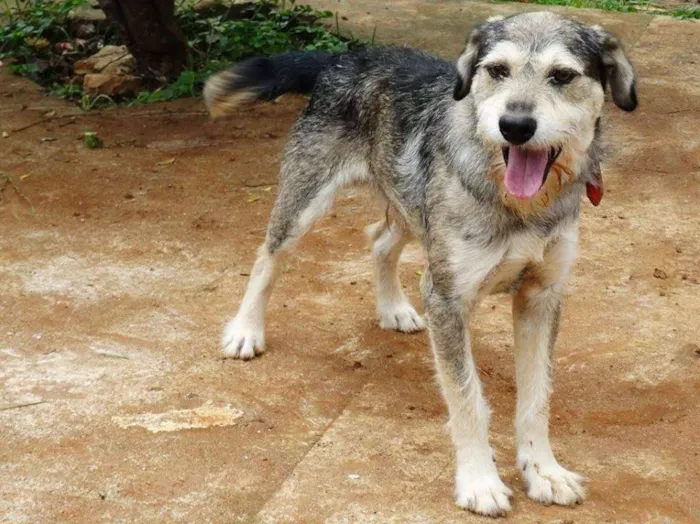 Cachorro ra a SRD idade 2 anos nome Thor