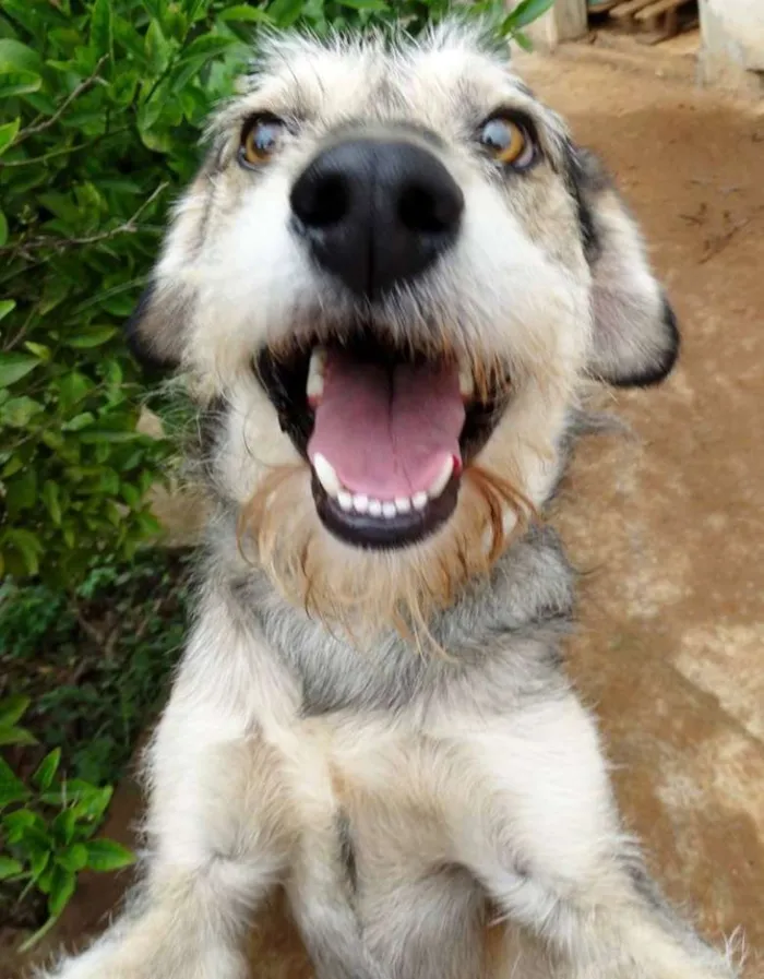 Cachorro ra a SRD idade 2 anos nome Thor
