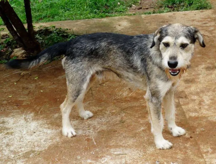 Cachorro ra a SRD idade 2 anos nome Thor
