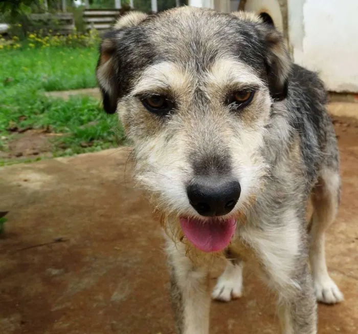 Cachorro ra a SRD idade 2 anos nome Thor