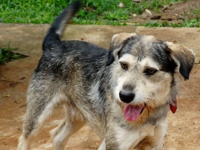 Cachorro ra a SRD idade 2 anos nome Thor