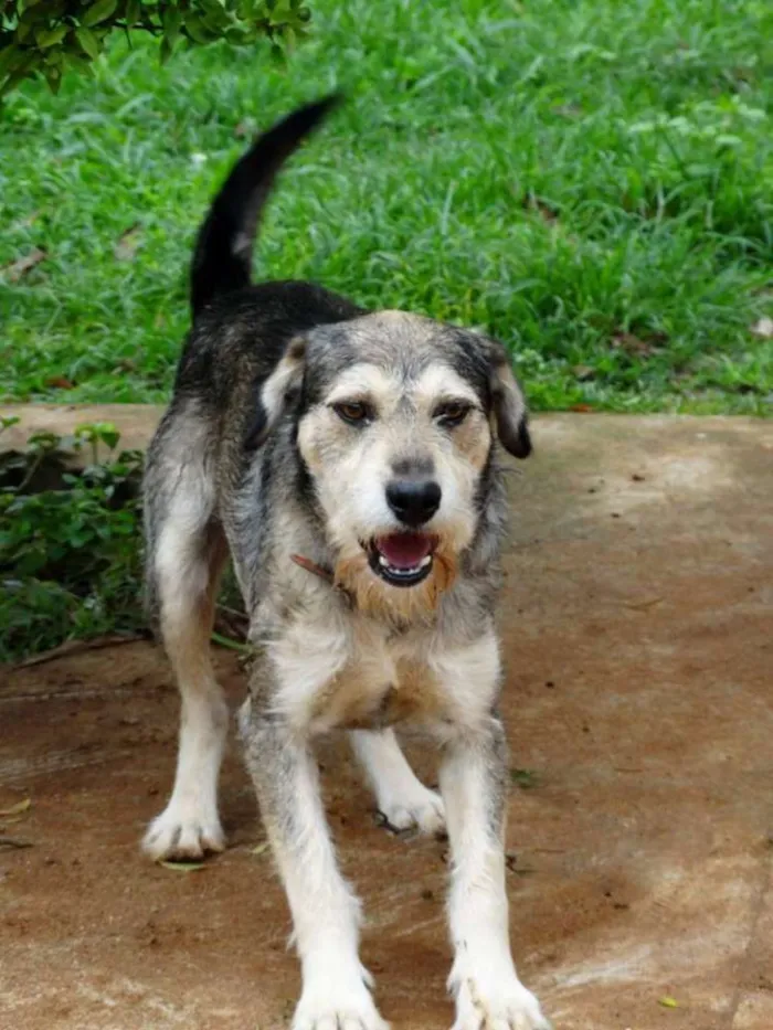 Cachorro ra a SRD idade 2 anos nome Thor