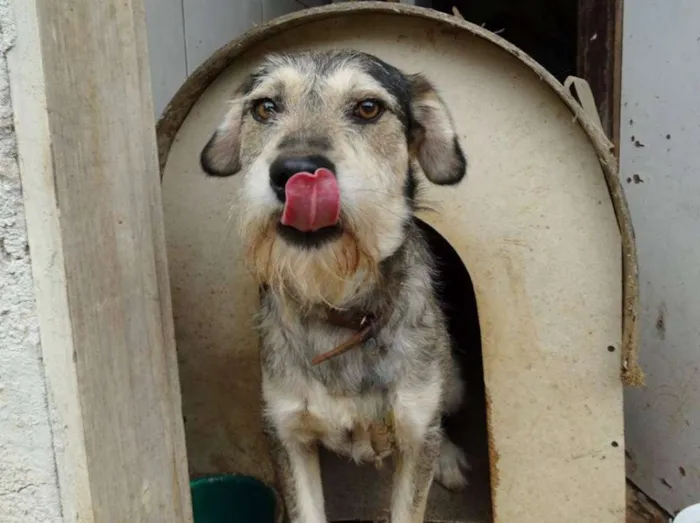 Cachorro ra a SRD idade 2 anos nome Thor