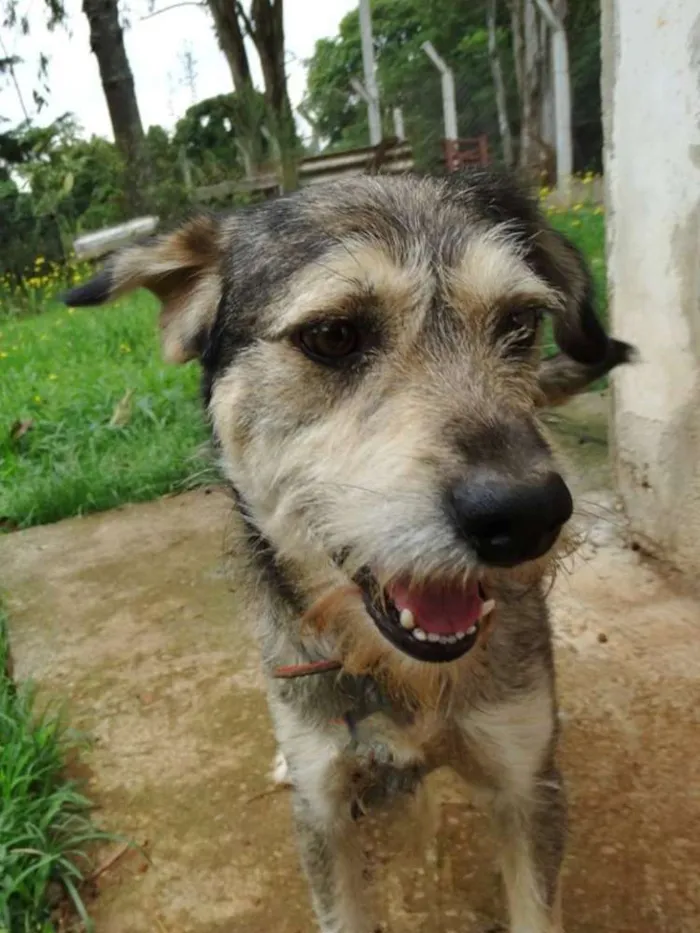Cachorro ra a SRD idade 2 anos nome Thor
