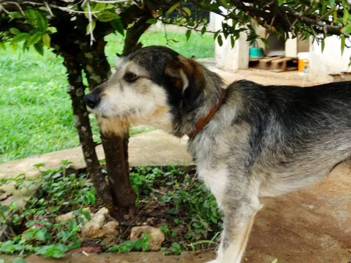 Cachorro ra a SRD idade 2 anos nome Thor