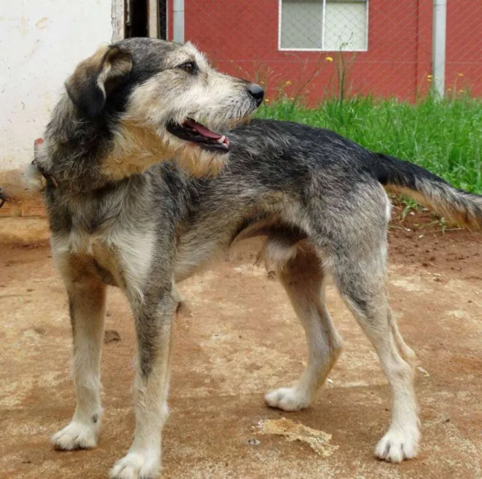 Cachorro ra a SRD idade 2 anos nome Thor