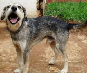 Cachorro raça SRD idade 2 anos nome Thor