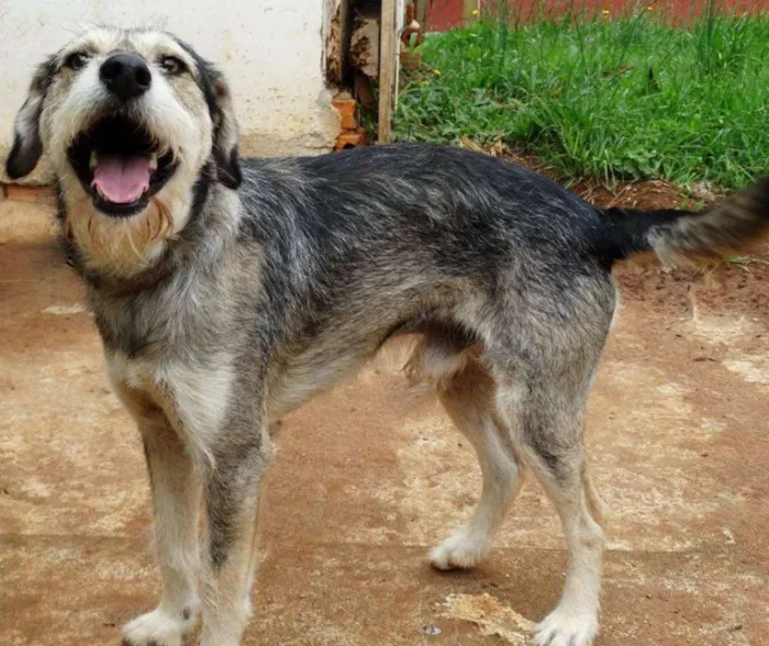 Cachorro ra a SRD idade 2 anos nome Thor