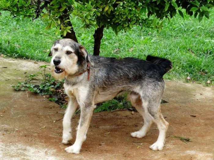 Cachorro ra a SRD idade 2 anos nome Thor