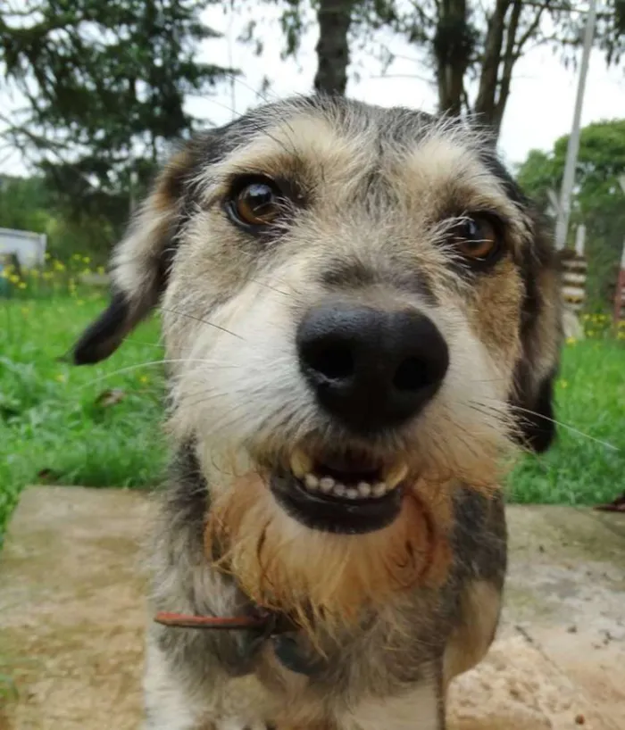 Cachorro ra a SRD idade 2 anos nome Thor